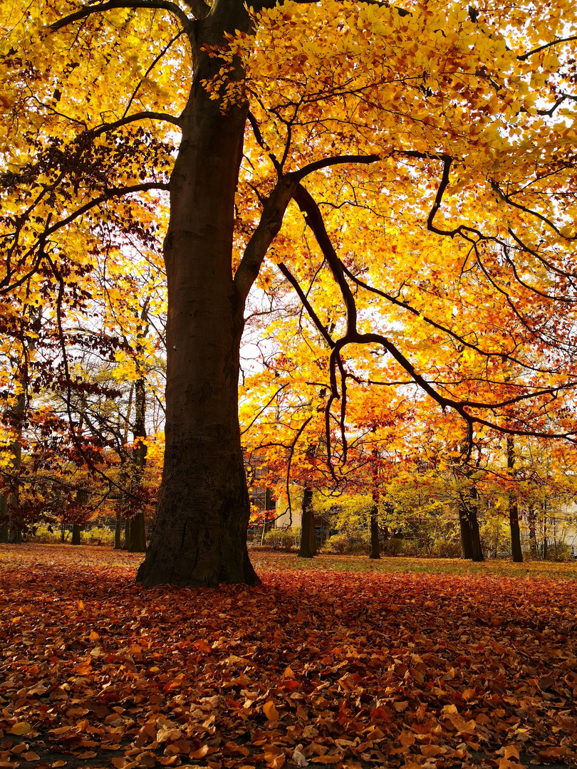 Der Herbstboden