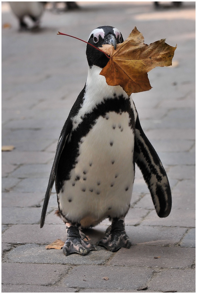 der Herbstbote