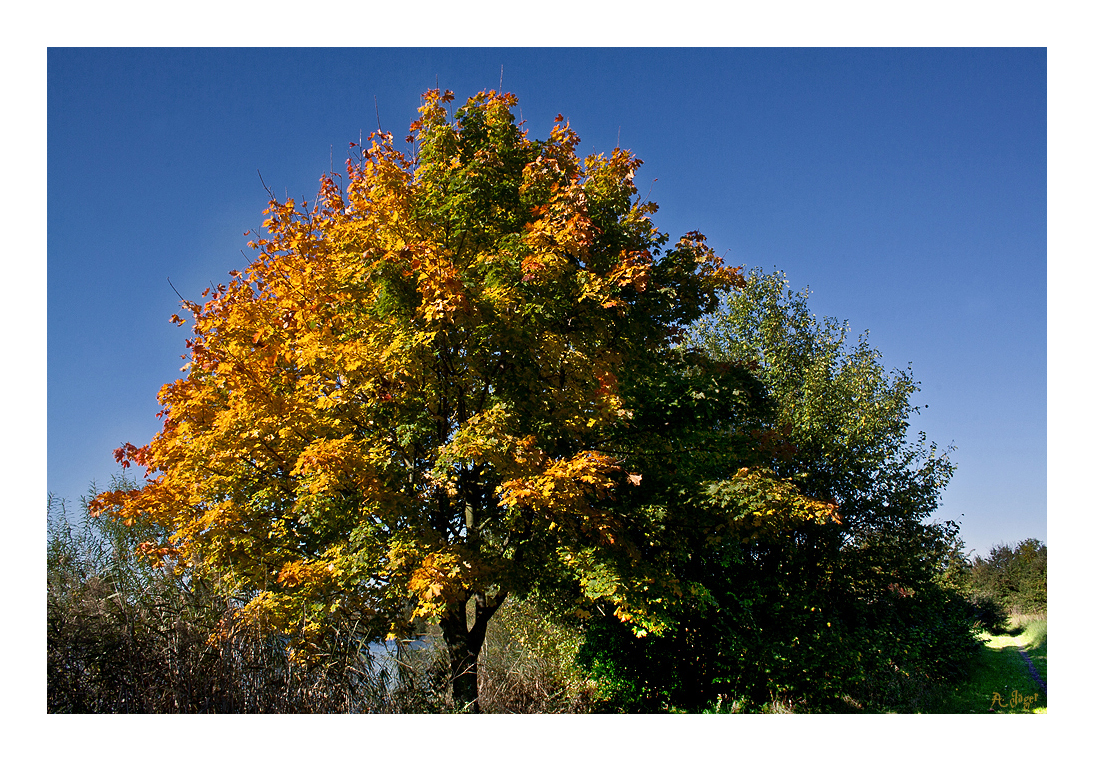 Der Herbst...hat fast gewonnen