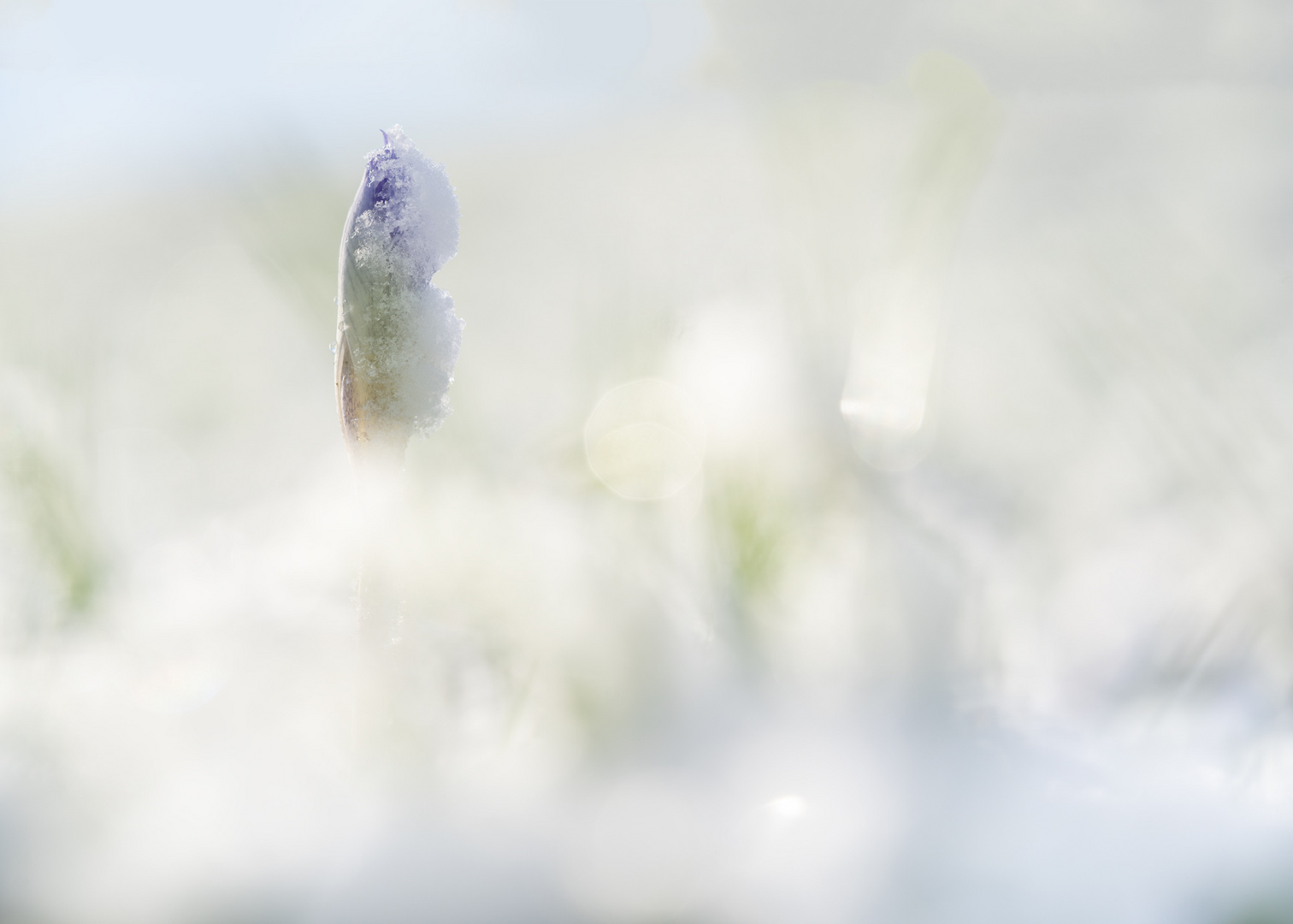 Der Herbstkrokus blüht jetzt.