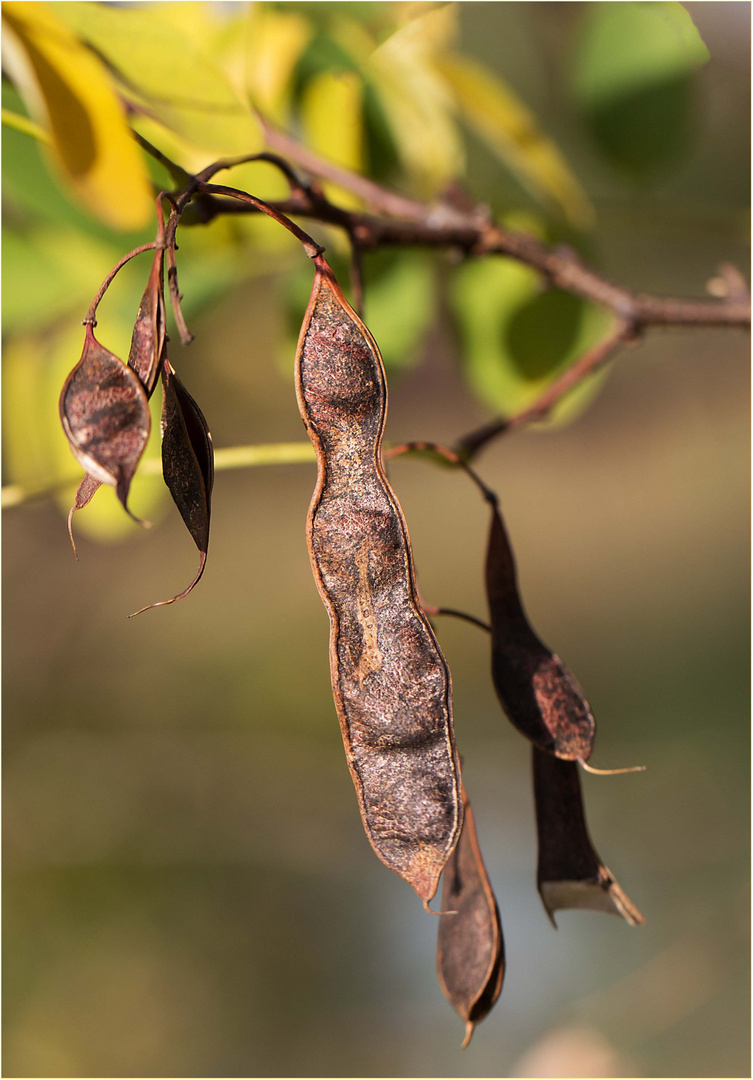 Der Herbstkünstler....