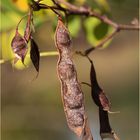 Der Herbstkünstler....