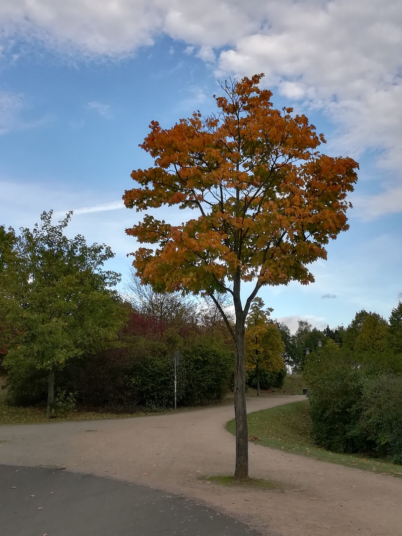 Der herbstliche Baum