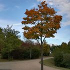 Der herbstliche Baum