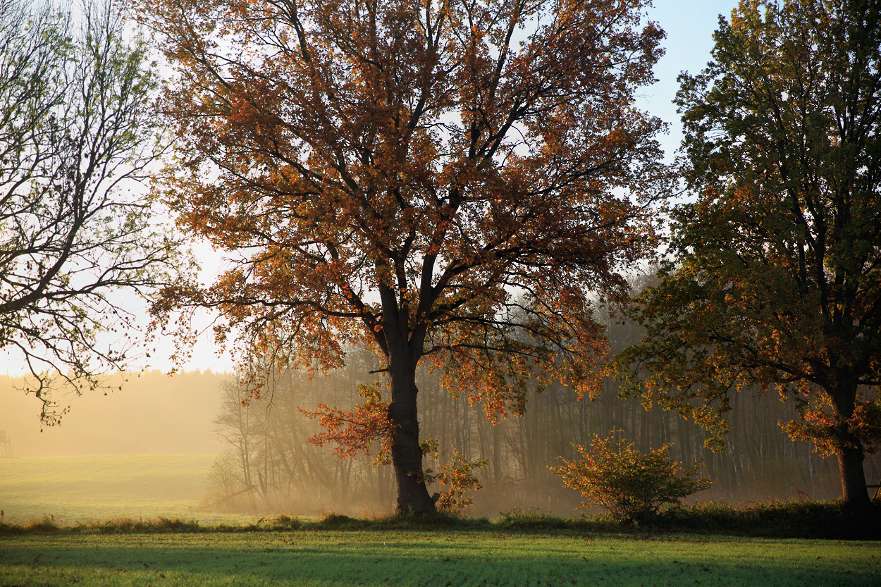 Der herbstliche Baum ....