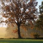 Der herbstliche Baum ....