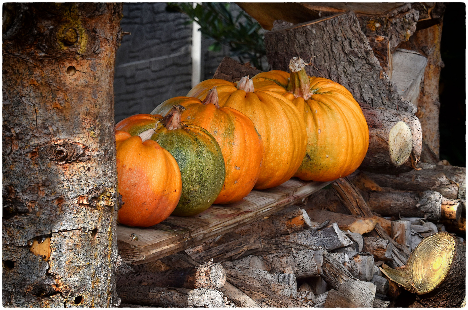 der herbstliche Garten