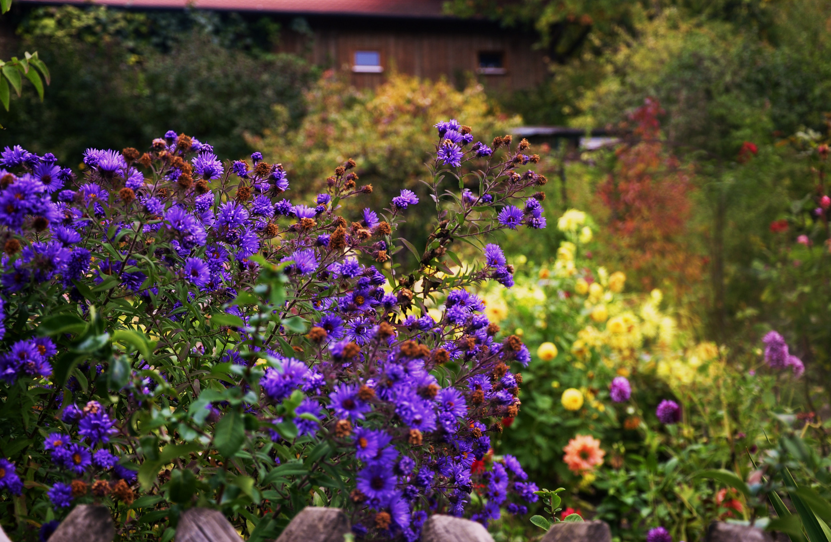 .....der herbstliche Garten....