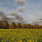 Der herbstliche Haarstrang....