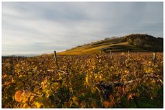 Der herbstliche Kaiserstuhl bei Achkarren I