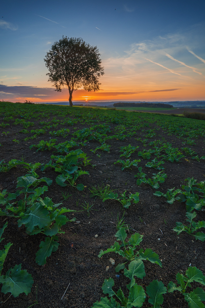 Der herbstliche lonely Tree 