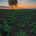 Der herbstliche lonely Tree 