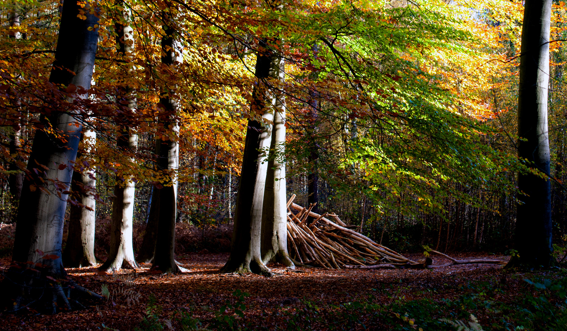 Der herbstliche Wald