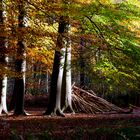 Der herbstliche Wald