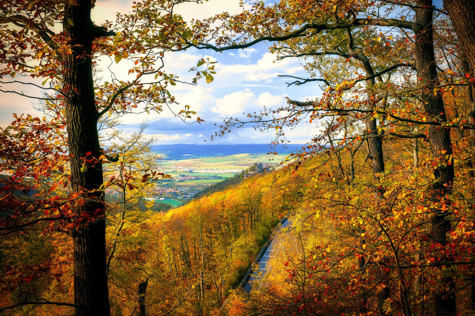 Der Herbstliche Wald