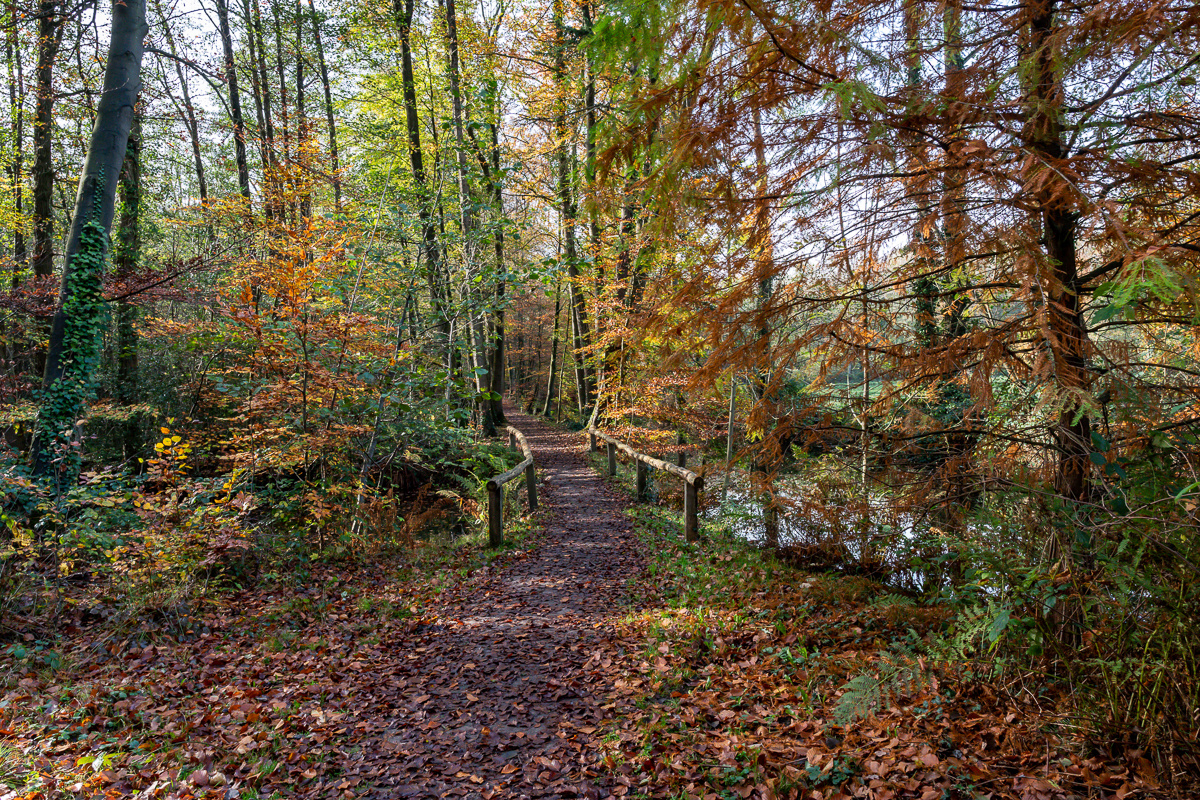 Der herbstliche Waldweg