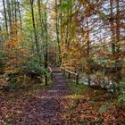 Der herbstliche Waldweg