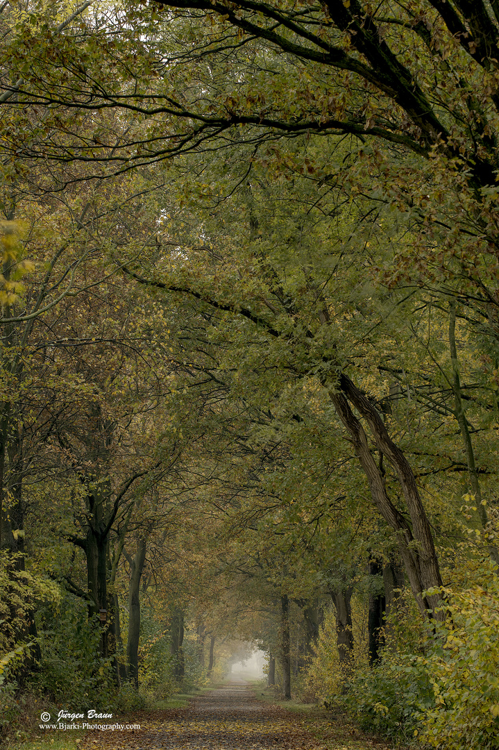 Der herbstliche Waldweg