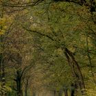 Der herbstliche Waldweg