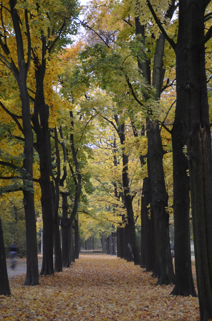 Der herbstliche Weg