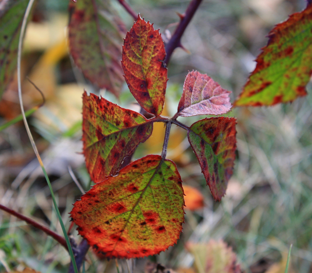 Der Herbstmaler ist unterwegs ...