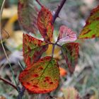 Der Herbstmaler ist unterwegs ...