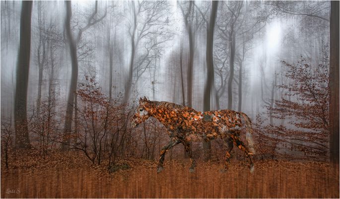 117 - Fabelwesen Pferd Bilder & Fotos