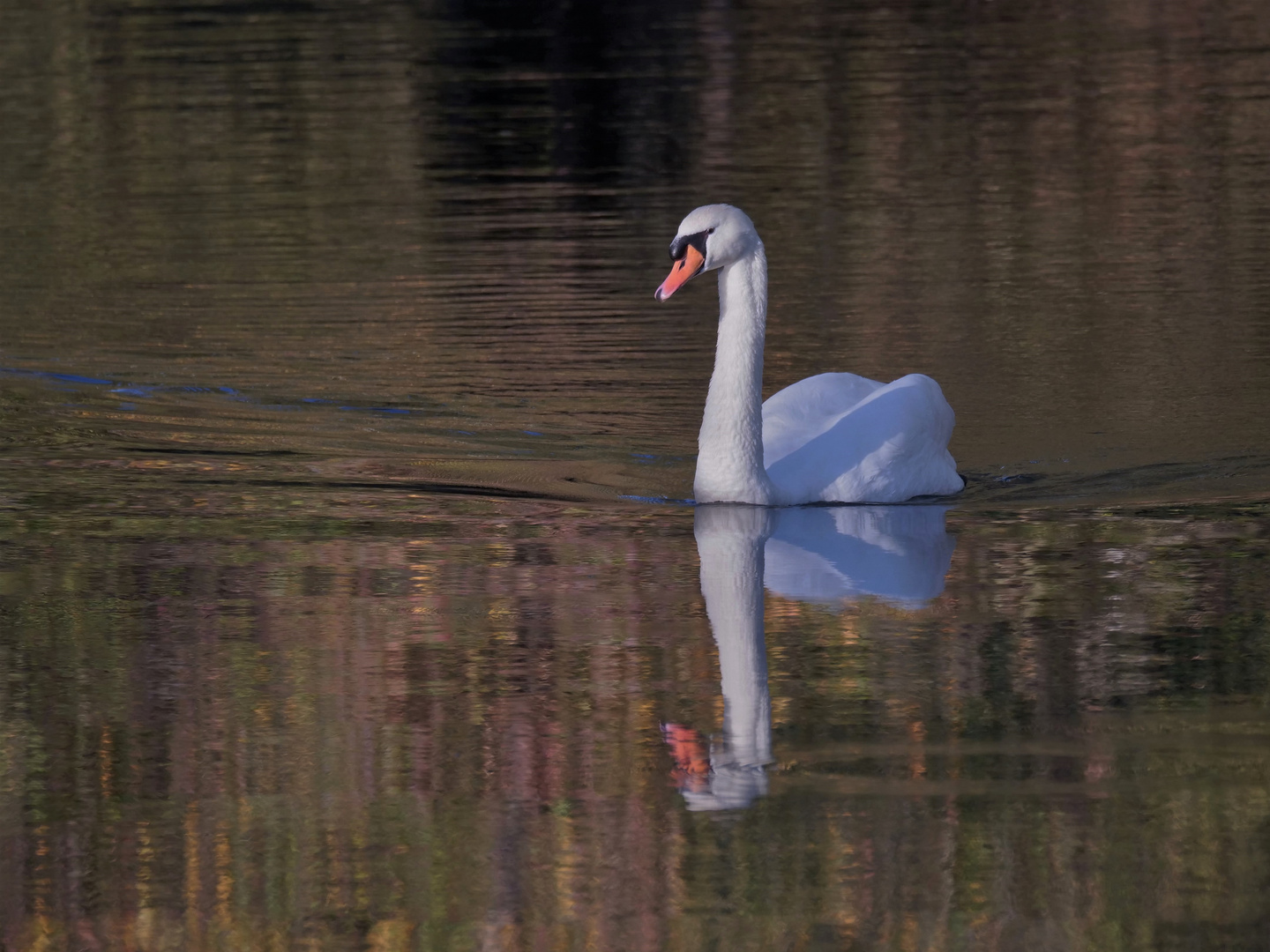 Der Herbstschwan