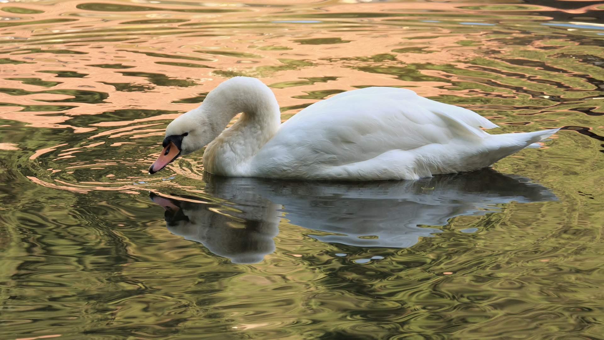 Der Herbstschwan