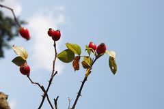 Der Herbstsonne entgegen