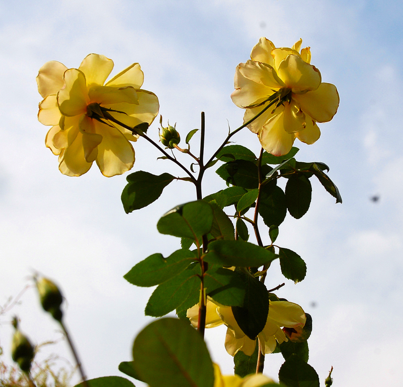 der herbstsonne entgegen