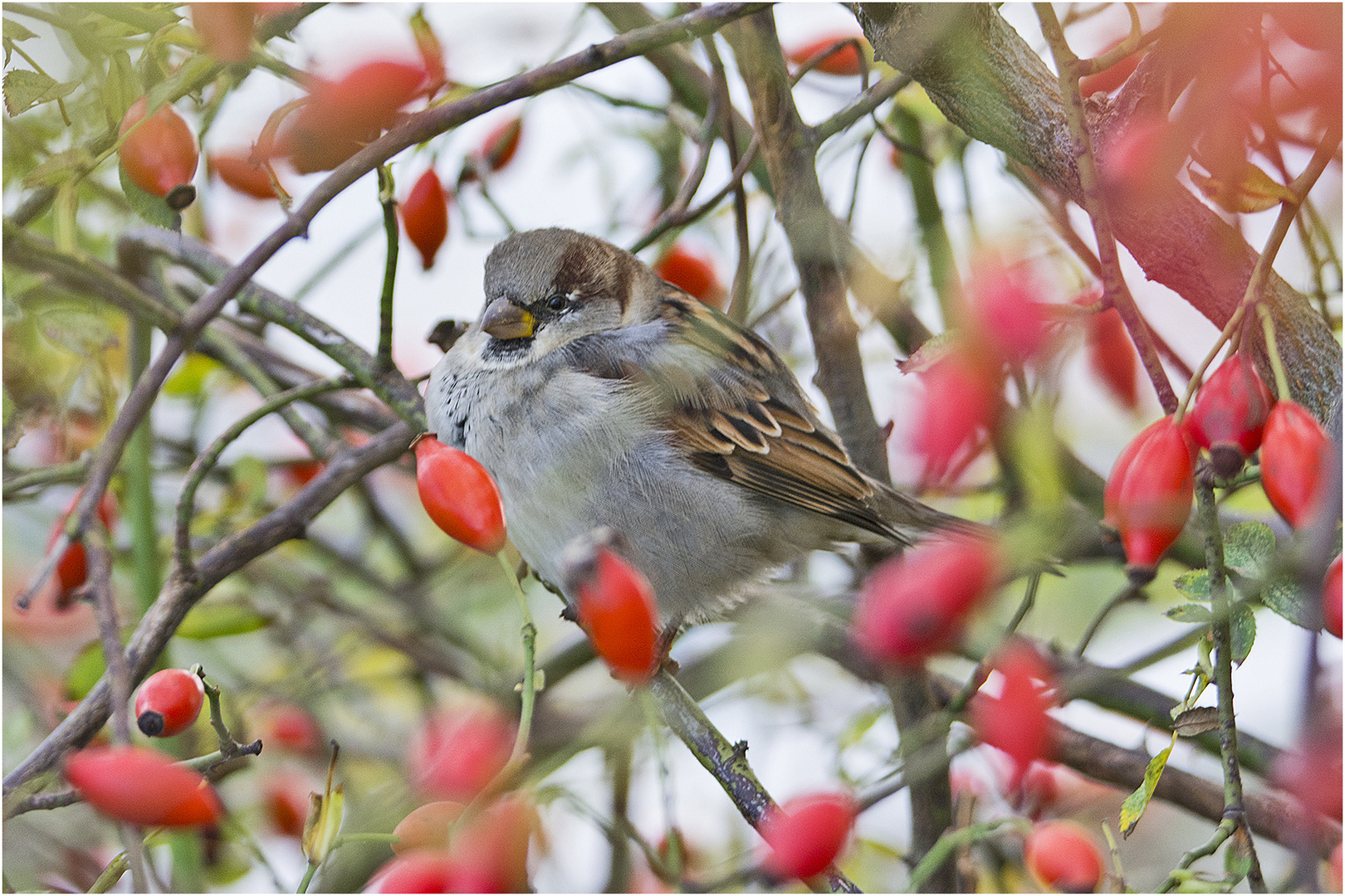 Der "Herbstspatz" zwischen den Hagebutten . . .