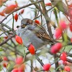 Der "Herbstspatz" zwischen den Hagebutten . . .