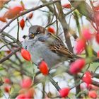 Der "Herbstspatz" zwischen den Hagebutten . . .