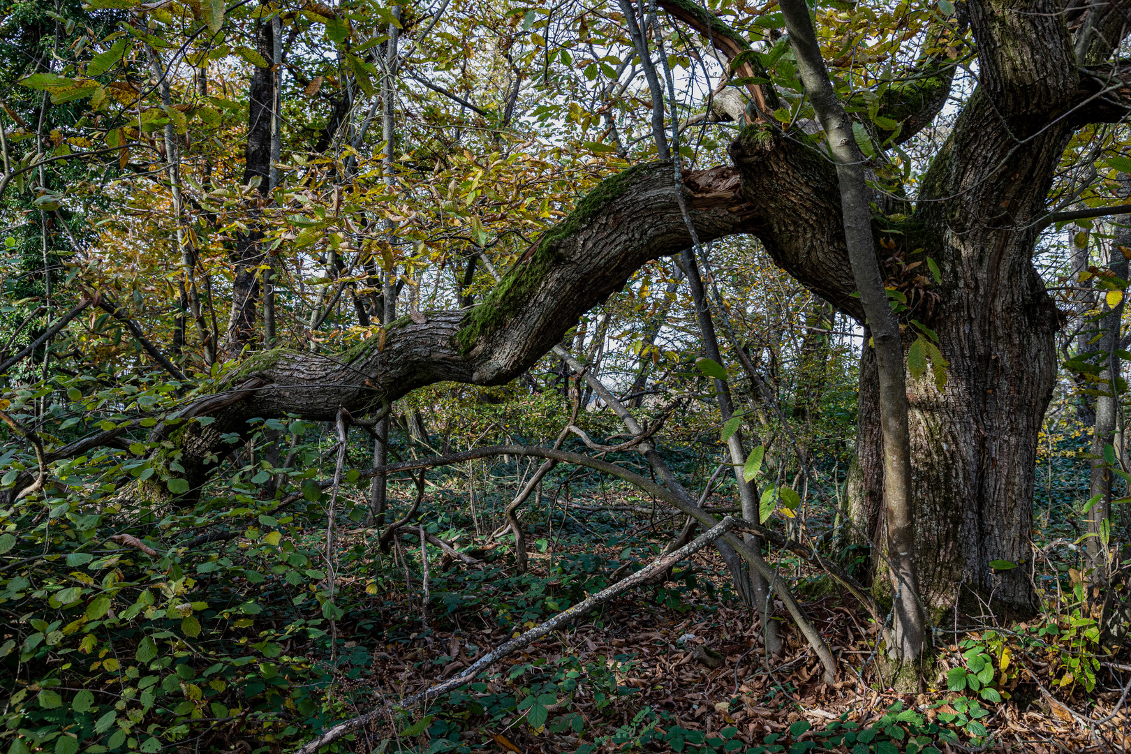 Der Herbststurm