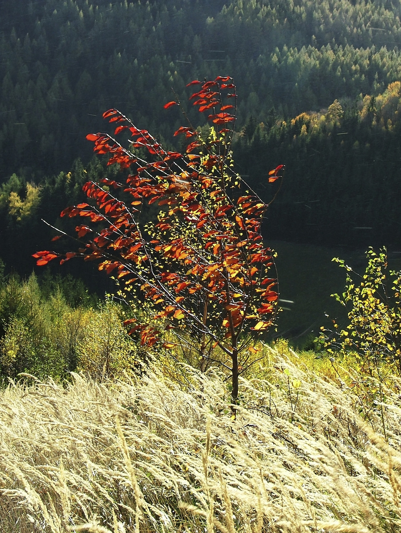 ...der Herbststurm..