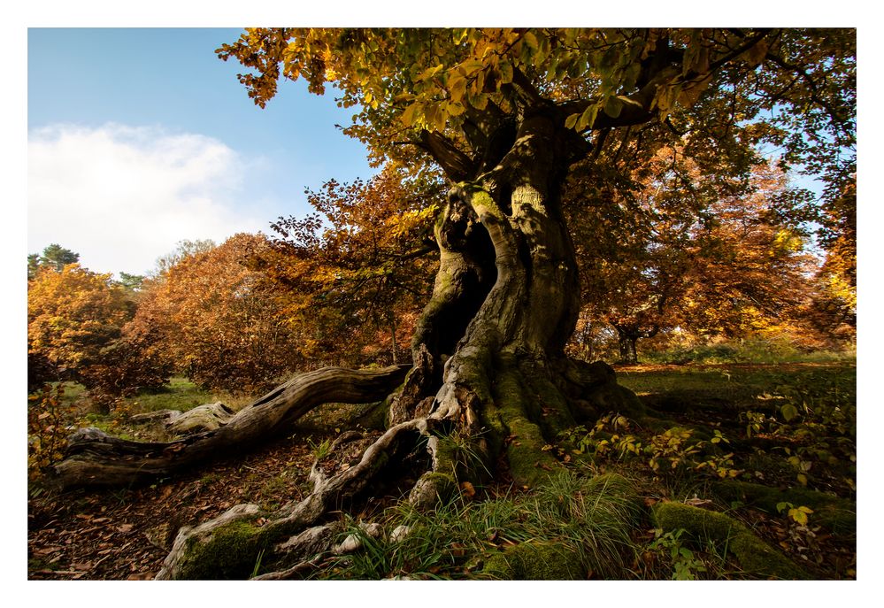 Der Herbsttraumbaum