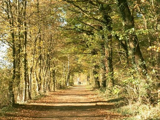 Der Herbstwald