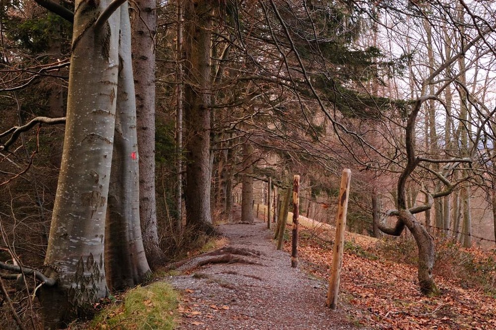 Der Herbstwald