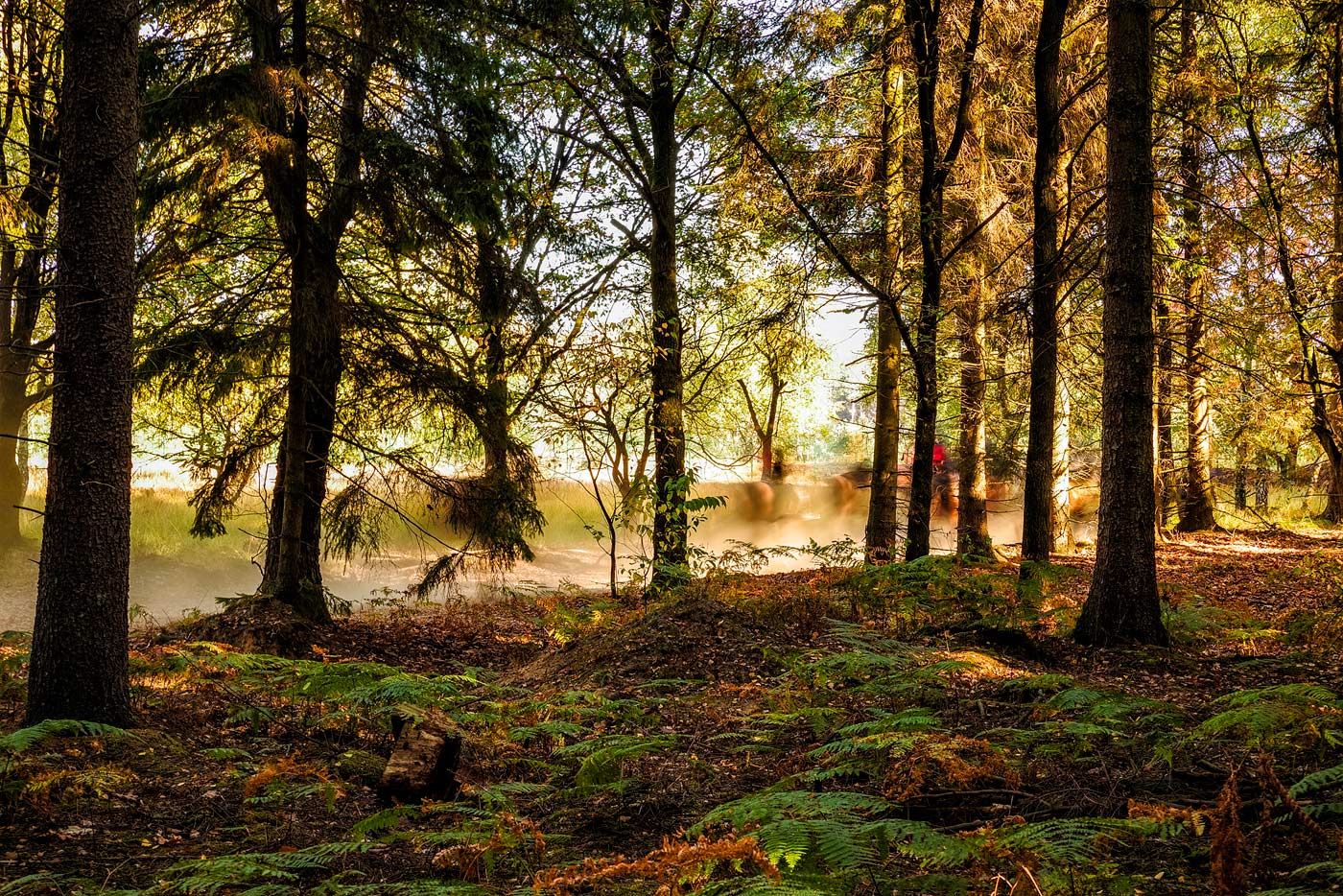 Der Herbstwald ....