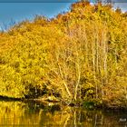 Der Herbstwald am Lippesee.