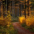 Der Herbstwald....