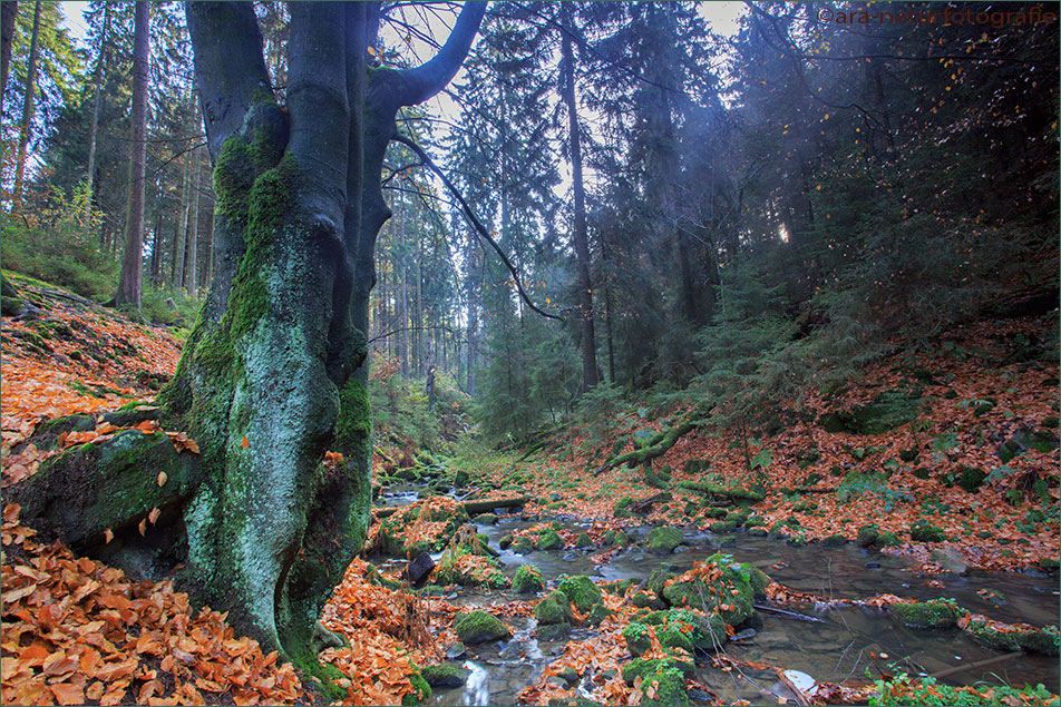 Der Herbstwald im Silberbachtal