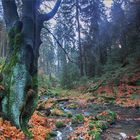 Der Herbstwald im Silberbachtal