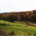 Der Herbstwald in seiner Farbenpracht