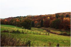 Der Herbstwald in seiner Farbenpracht