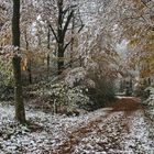 Der Herbstwald trifft auf den Hauch des Winters