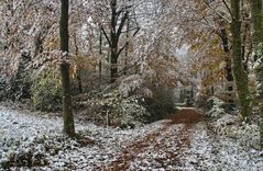 Der Herbstwald trifft auf den Hauch des Winters