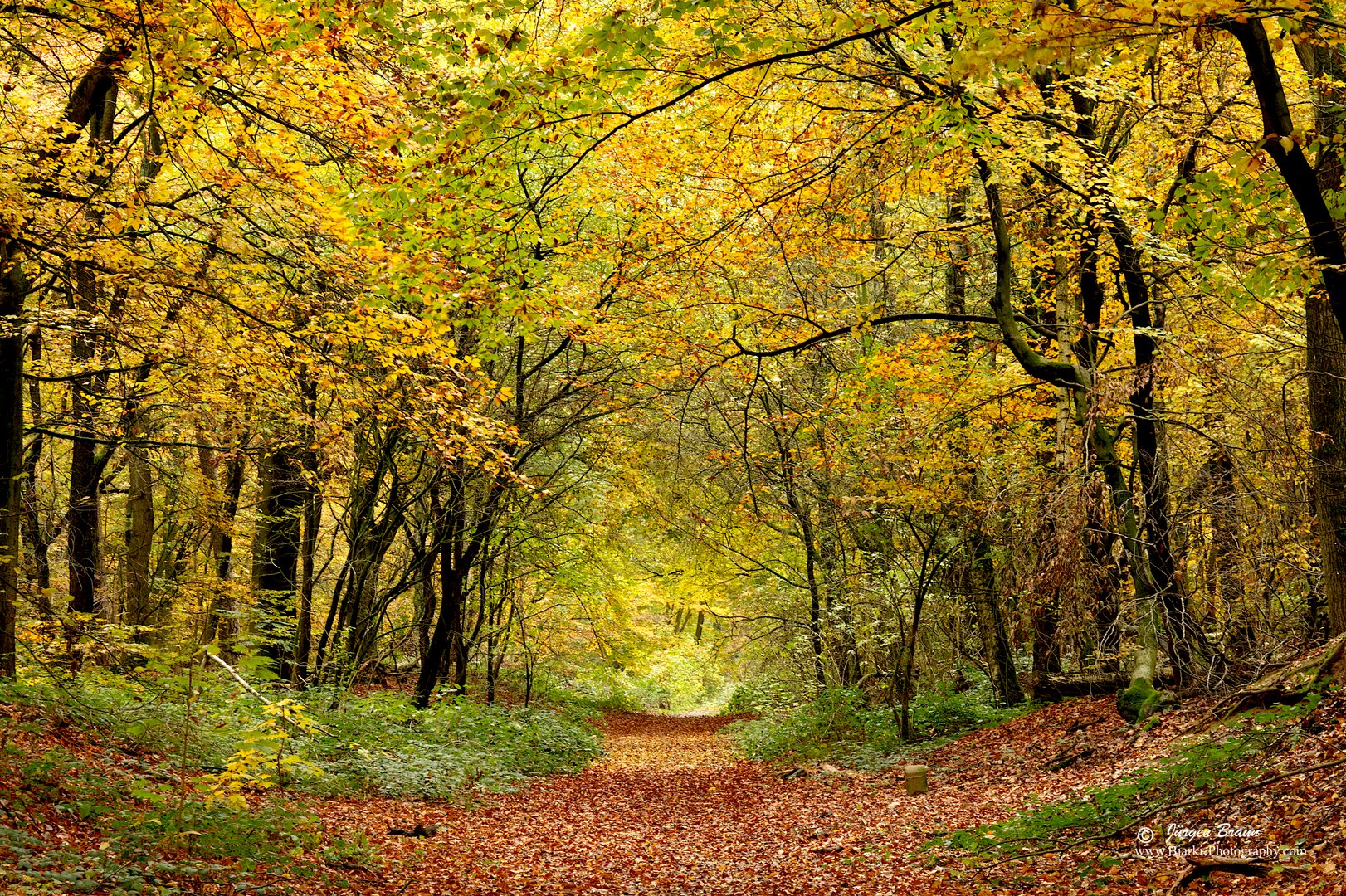 Der Herbstwaldweg