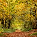 Der Herbstwaldweg